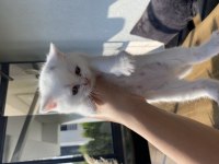 British Yavrular Shorthair