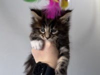 Xxxl Maine Coon Dev Kediler