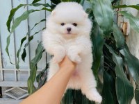 Mersinin en seçkin Pomeranian yavruları