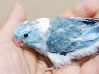 Pied erkek bebek forpus