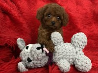 TEACUP TOY POODLE