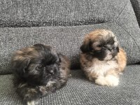 Shih Tzu 0 numara erkek yavrular