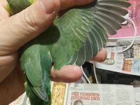 Forpus papağanı yavruları