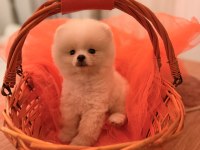 Baby Pomeranian Boo mini boy