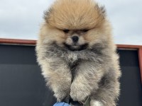 Ankaranın en seçkin pomeranian yavruları