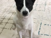 Jack russell 6 yaşında erkek