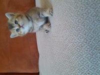 Sağlıklı ve kaliteli Golden british shorthair bebekler