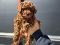 Ankarada Ziyarete Açık 10 Adet Toy Poodle Yavrularımız