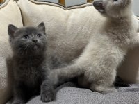 British Shorthair Ve Blue Point Yavrular