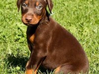 Afacan Doberman bebekler kapıda ödeme mevcuttur