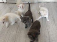 BAKMADAN GEÇMEYİN HER RENK KEDİMİZ İÇİN