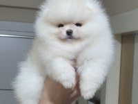 ÜST KALİTE AYI SURAT POMERANİAN BOO (DİŞİ)