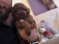 Saf kan toy poodle yavrumuz