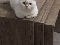 British Shorthair 4,5 aylık