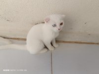 2 adet erkek scottish fold uyguna verilecektir