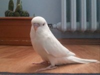 Albino jumbo yavru