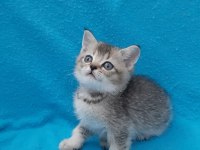 Black golden küçük british shorthair prens