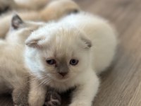 Scottish Shorthair Blue Point Yavru