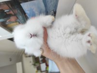 Hollanda Cüce Tavşan (Netherland Dwarf)