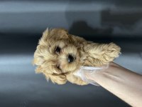 Mini Maltipoo Bebekler