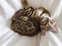 ELİTE Bengal Kittens