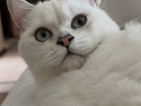 Mavi Gözlü British Shorthair Kedimiz Yuva Arıyor