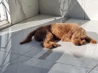 2 Yaşında Erkek Toy Poodle