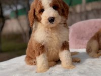 Show kalite giant (Dev) poodle yavrular