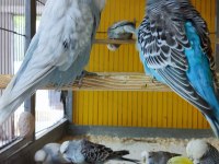 ŞOV JUMBO MUHABBET KUŞU