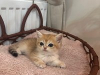 British Shorthair Erkek Yavru kedime yuva arıyorum