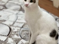 ÜLKE DIŞINA ÇIKACAĞIM İÇİN KEDİMİ SAHİPLENDİRMEK