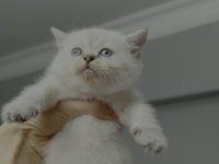 British shorthair silver point yavrum