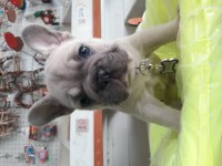 French bulldog erkek
