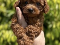 Toy Poodle Köpeğimiz