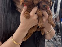 Red toy poodle yavrularım