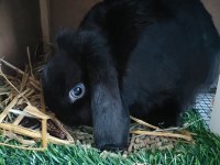 Mavi Gözlü Mini Lop Dişi Tavşan