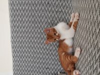 MIRMIRCI OYUNCU SAKİN SÜPER KEDİMİZ SARI