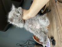 Uyguna Verilecek British Longhair Orjinal Irk
