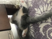 70 günlük scottish fold dişi