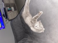 A kalite scottish fold yavrular
