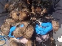 (SDK) Çiftlikten ırk garantili yorkshire terrier yavrular