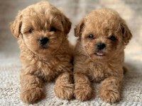 Ankarada Ziyarete Açık Tea Cup Kore Maltipoo