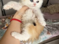 Blh ny1203 erkek british longhair kardeşler