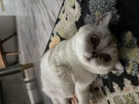 Ücretsiz sahiplendirme kedimiz için ulaşın