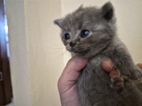 BRİTİSH YAVRULARIMIZ YENİ YUVALARINI ARIYOR