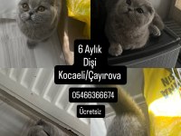 Külkedisi Scottish Fold Kızımıza Yuva