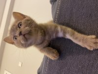 British shorthair kedimiz