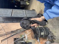 Cane corso koca kafa bebekler
