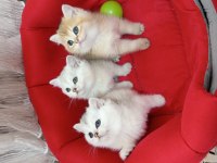 British Shorthair Yavrularımız Yeni Yuvasını Arıyor