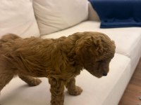 Wc eğitimli  toy poodle yavruları